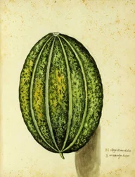 Erbstück-Kürbis von Ulisse Aldrovandi (1522 – 1605) Platte veröffentlicht in Piante Fiori Frutti